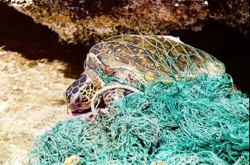 塑料袋 渔网 口罩 海龟吞食6斤海洋垃圾死亡, 它的一生可不可以不用这么难