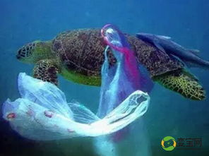 海洋塑料垃圾成全球性问题 各国 手段 力阻污染