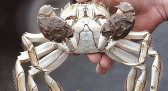 英泰晤士河污染有多严重?死螃蟹或食用气球和卫生巾(泰晤士河污染的历史)