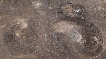 浙江山村发现一亿年前恐龙脚印 可惜被村民填了