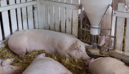 猪价下跌,农民心里不是滋味,不同类型养猪户如何渡过降价潮