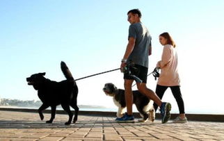 一天不遛狗罚2万 澳大利亚决定开始严惩那些懒惰的养犬者了