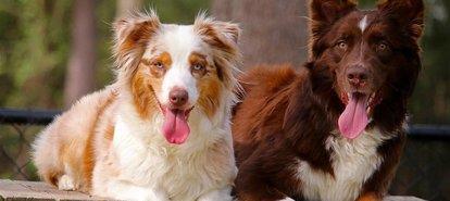 新奇 澳大利亚宣布严惩偷懒养犬者,一天不遛狗将罚款2万元