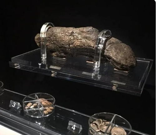 英国发现了20厘米长的化石:维京粪便化石 公元(英国怎么发现美国的)