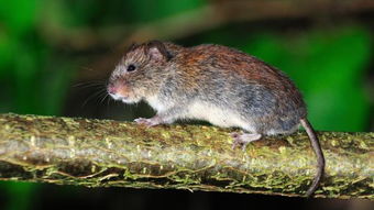切尔诺贝利巨鼠最可怕的变异,核辐射后成为巨大的食人鼠(切尔诺贝利巨鼠图片)