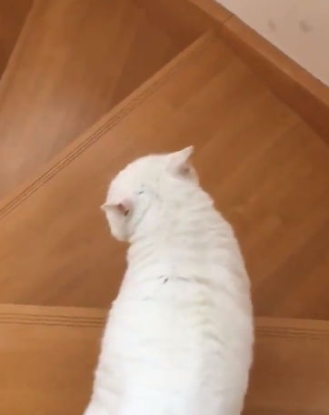 婴儿即将摔下楼梯,猫迅速冲出来救小主人 惊险瞬间曝光(需要带去检查吗)