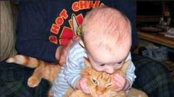 婴儿即将摔下楼梯猫咪飞速冲出救回小主人 惊险瞬间曝光太吓人了 
