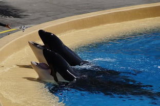 俄 鲸鱼监狱 囚禁上百头鲸鱼 部分被卖给中国水族馆 