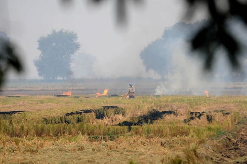 印度大量焚烧秸秆 空气污染加剧 