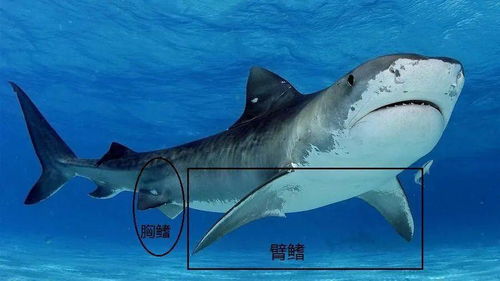 海洋科普 1247 鲨鱼的小秘密