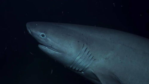 海洋科普 1247 鲨鱼的小秘密