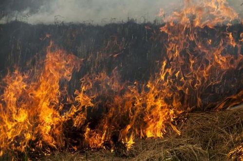 澳大利亚森林大火肆虐 11月9日报道(澳大利亚森林大火可能致死的哺乳动物主要是)