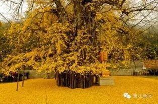 晚秋一抹金黄,这些银杏树简直美到哭