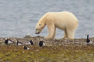 北极熊吃不到海鲜了怎么办 吃个蛋啊 