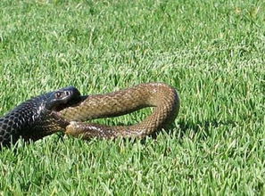 难得一见 棕蛇被一条黑色红腹毒蛇吞食后竟还能逃生