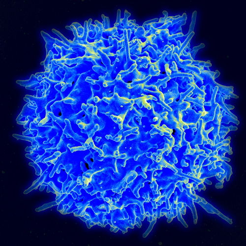 了解一下辅助T细胞和调节T细胞 在免疫反应中扮演着重要的角色