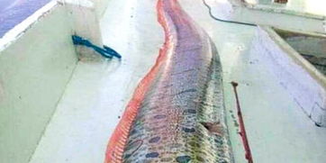 渔民捕获怪鱼称是地震前兆 印尼官方 只是日本传说
