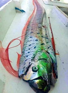 真相来了丨印尼渔民捕获深海怪鱼称是地震前兆 看政府怎么说