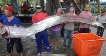 渔民捕获两尾体型超大的怪鱼,没想到接下来人们竟然拼命做这事