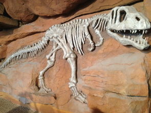 临沂平邑发现疑似恐龙蛋化石 有待进一步鉴定 