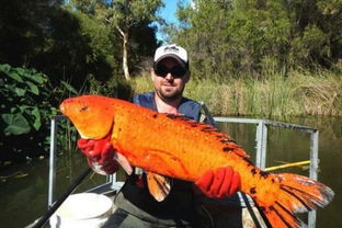 澳洲西部出现长达1米巨型金鱼 威胁本土鱼 图