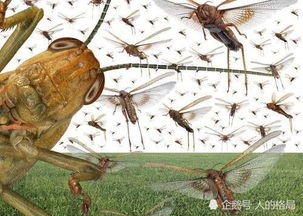 4000亿只蝗虫 沙漠蝗虫吃掉了(4000亿蝗虫肆虐印巴)