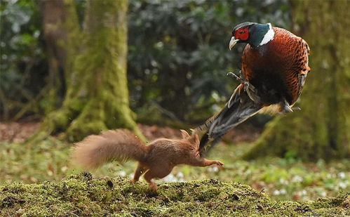 野鸡占据树桩,激起了松鼠的愤怒,野鸡战败落荒而逃