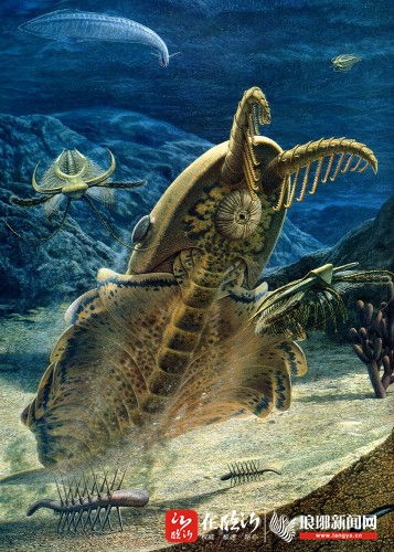 临沂惊现5亿年前纹心虾化石 临报融媒为您解密 