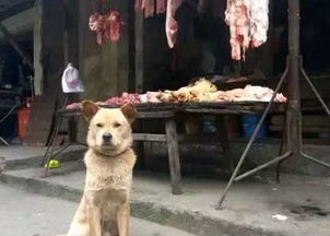 肉店前突现一只流浪狗, 不断作揖眼神可怜, 店主的举动让路人鼓掌