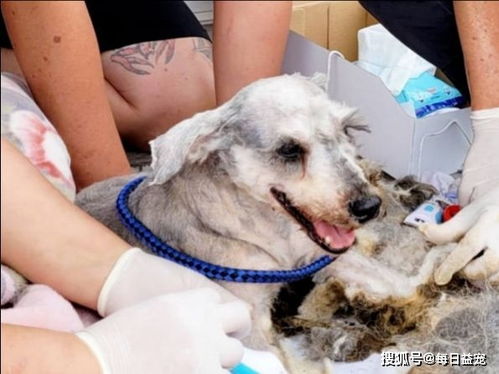 名贵犬种奄奄一息,流浪数月成为 烂拖把 ,原因太残忍