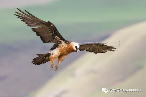 鲁山省级自然保护区 淄博市鲁山林场 野生动物保护名录 鸟类