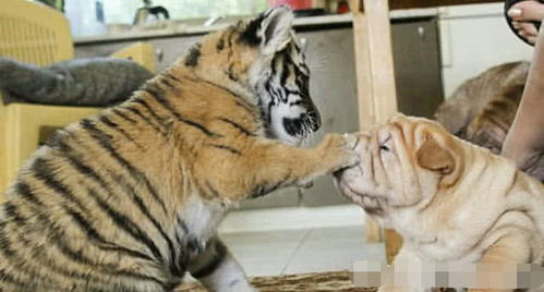 男子收养受伤的老虎回家,当它第一次看到宝宝后,让人心疼