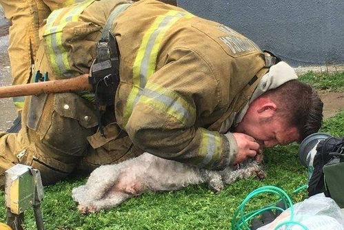 消防员火灾中救出一失去意识的狗狗,经过抢救后主人激动流泪