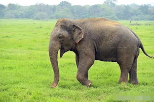 十个冷知识 大象这种动物的怀孕周期非常长,大约22个月左右 