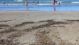 法国海滩上铺满了密密麻麻的 黑点 ,当地居民选择视而不见