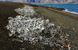 法国海滩上铺满了密密麻麻的 黑点 ,当地居民选择视而不见