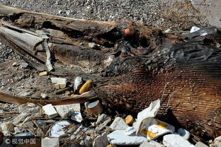 青岛海滩现一具6米多长生物遗骸 疑似鲸鱼