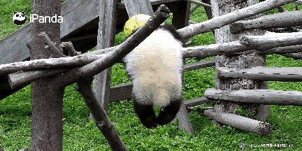 大熊猫宝宝玩吊球窒息死亡,7小时后被发现