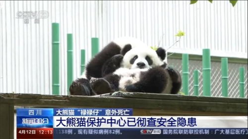 四川神树坪基地大熊猫窒息死亡 因吊球绳缠绕颈部 