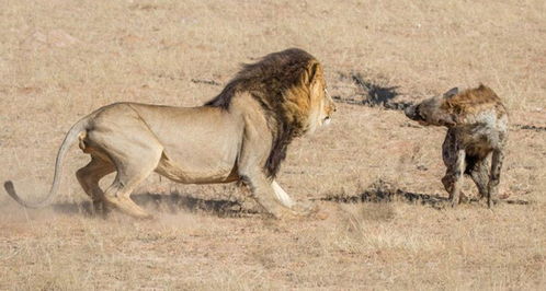 狮子虐待鬣狗,咬鬣狗脊柱,狮子转身离开(鬣狗被狮子咬断腿)