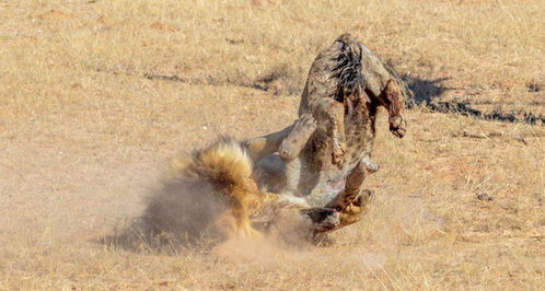 雄狮虐杀鬣狗,咬断鬣狗脊柱,在哀嚎声中狮子转身离开