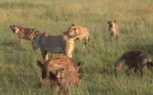 鬣狗和狮子是天生的敌人,平衡彼此的力量,扮演非洲草原大哥