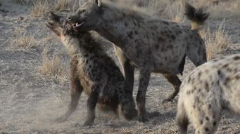 两只鬣狗刚开始亲密无间,接下来发生的事不忍直视