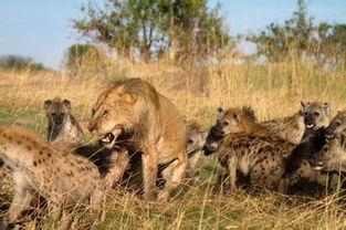 看完这组图才知道,狮子和鬣狗,被称为非洲草原大哥和二哥