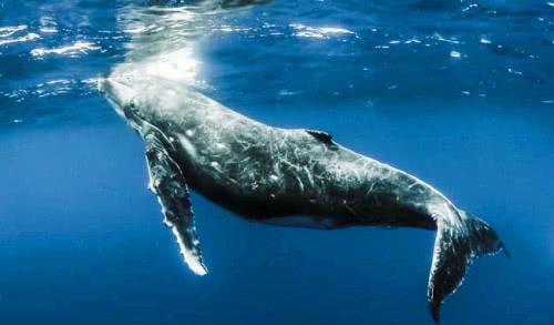 为何鲸鱼的死亡被人们称为是 鲸落 究竟有着什么美好的寓意呢