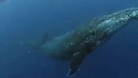 为什么鲸鱼搁浅千万不能靠近 有人偏不听,下一秒后悔了吧