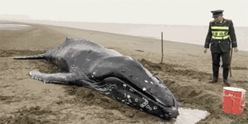 启东座头鲸死亡 两度救援也能没够挽救它 
