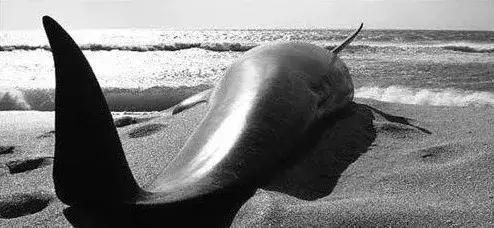 巨鲸搁浅求它是最残忍的行为,安乐死才是最后的温柔