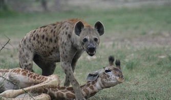 落单小长颈鹿遭遇鬣狗群凶残围攻, 最终被活活吃掉