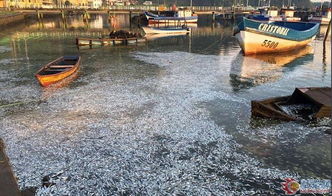 数千吨死鱼堵塞智利河畔 民众健康受威胁 高清